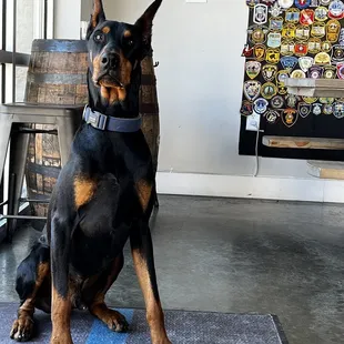 a doberman sitting on a mat