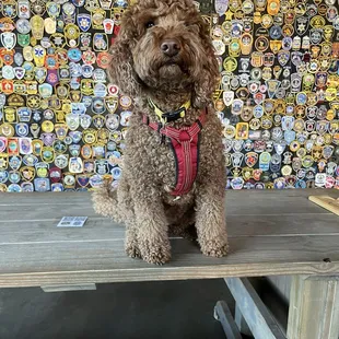 Patch wall