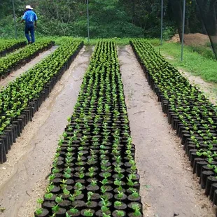 Coffee seedlings at Michiza in Oaxaca, Mexico