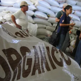 Organic coffee for export at Rio Azul, Huehuetenango, Guatemala