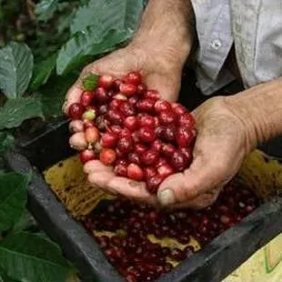Ripe coffee cherries at Cenfrocafe in Peru