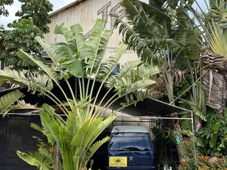 Back In The day Hawaii