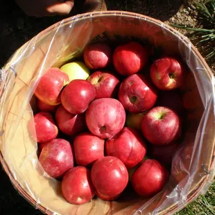 a basket full of apples