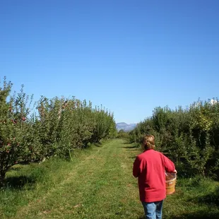 a woman walking through an apple orchard