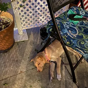 Sleepy pup