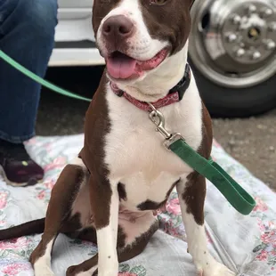 Missy from the humane society! At the mobile adoption that thirsty dog tap house let us host an fundraiser event.