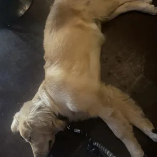 a dog laying on the floor