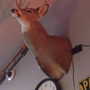 a deer head mounted on the wall