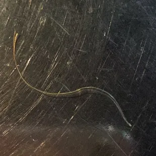Pubes that I pulled out my mouth after the first bite