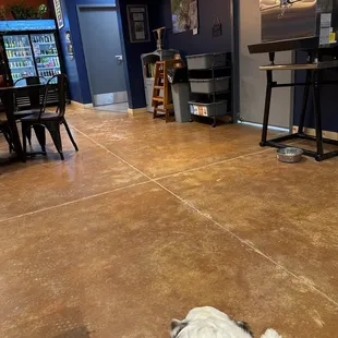 They even have a dog bowl!