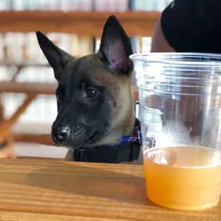 The best craft beer on tap