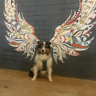 Angel wings wall for the pups!