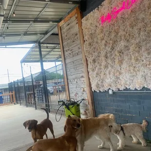 Outside off leash area with a photo wall!