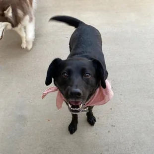 Bai loves thirsty dog!