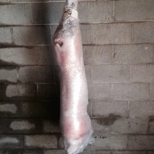 a pig hanging from a string