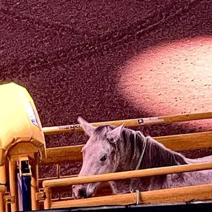 Bucking Horse in Shute