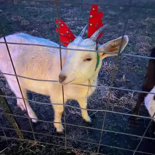 a white goat with antlers on its head