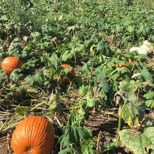 Beautiful pumpkin patch