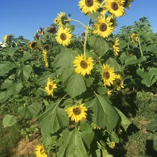 Beautiful sunflower garden