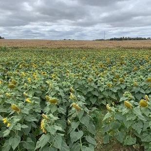 Sunflower maze