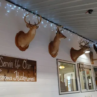 several deer heads mounted on the wall