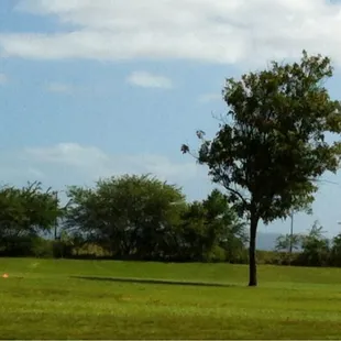 Nothing but a field of grass