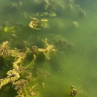 Algae in pond
