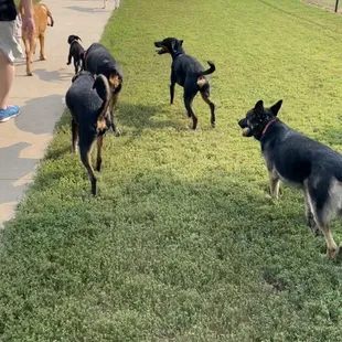 Dog park