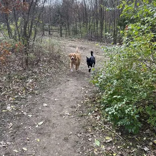 Dog park has wooded area