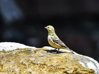 Creative Water Gardens