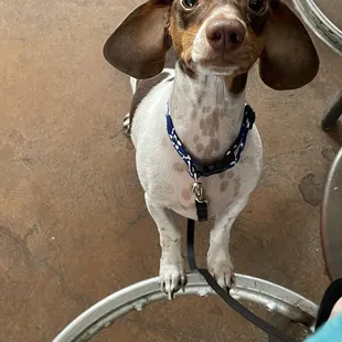 Pup friendly bar area :) treats included!
