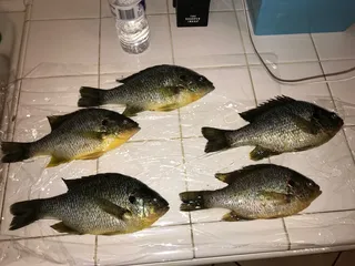 Gotcha Bait & Tackle