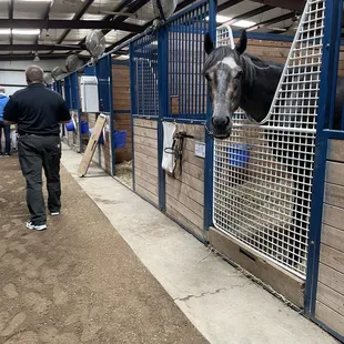 Inside a horse barn