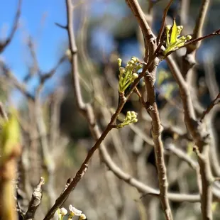 Pear trees blossoming 2/19/2022