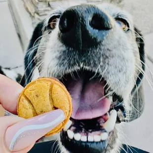 Eating Craft Chicken Dog Biscuit from vending machine