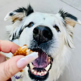 enjoying fried chicken