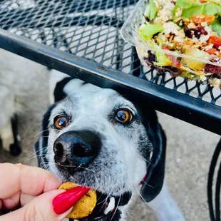 craft chicken dog biscuits from the vending machine