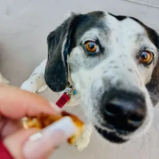 dog with fried chicken