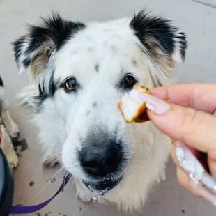 dog with fried chicken