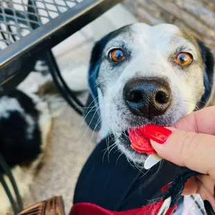 dog enjoying craft beef dog biscuit