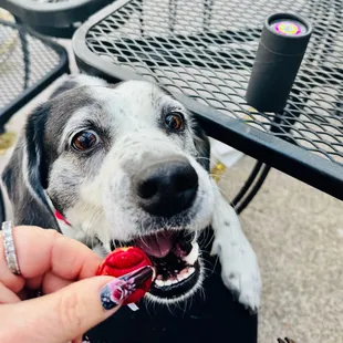 Eating Craft Beef Dog Biscuit from the vending machine out on the patio
