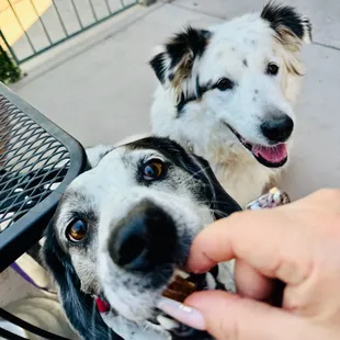 enjoying fried chicken
