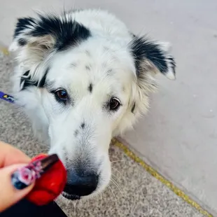 About to enjoy Craft Beef Dog Biscuit from vending machine out on the patio