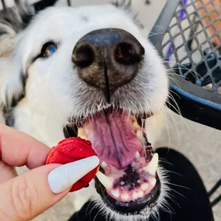 dog eating craft beef dog biscuit
