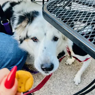 craft chicken dog biscuits from the vending machine