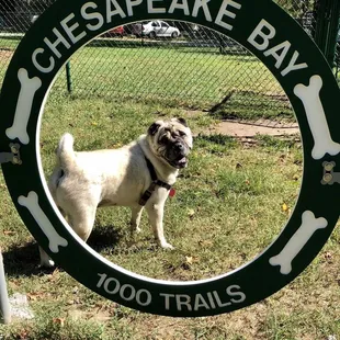 Getting your dog to stand still for this particular photo op is a challenge! LOL.