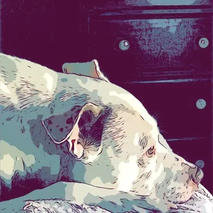 a dog sleeping on a bed