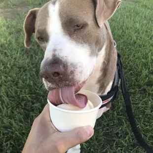 a brown and white dog with his tongue hanging out