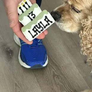 Canine birthday cookie