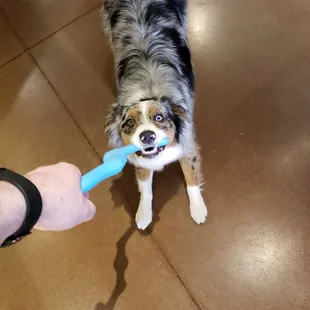 This is really why I stop by.... Gotta play with Marley!!!!!